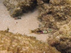 Halichoeres nebulosus