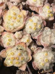 Helichrysum herniarioides