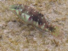 Halichoeres nebulosus