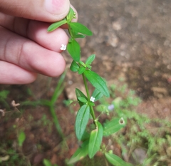 Scleromitrion diffusum