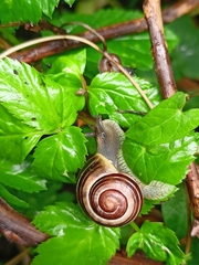 Cepaea