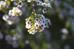 Scholtzia drummondii