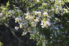 Scholtzia drummondii