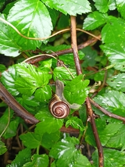Cepaea