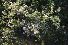 Scholtzia drummondii