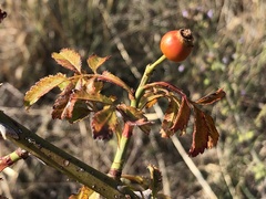 Rosa agrestis
