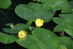 Nuphar lutea