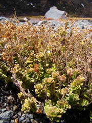 Veronica hookeriana