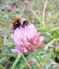 Trifolium pratense