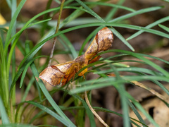 Fascellina chromataria