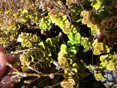 Veronica hookeriana
