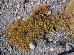 Veronica hookeriana