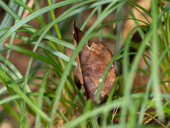 Fascellina chromataria