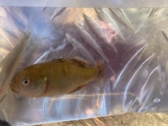 Hypseleotris