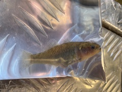 Hypseleotris
