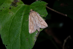 Mythimna decisissima