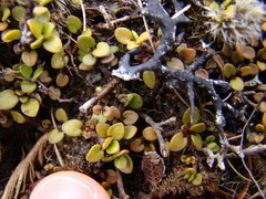 Coprosma perpusilla