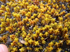 Pimelea microphylla