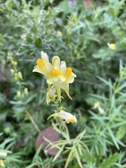 Linaria vulgaris
