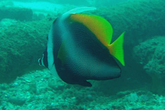 Heniochus singularius