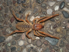 Galeodidae