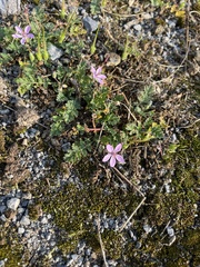 Erodium cicutarium