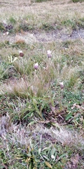 Carduus defloratus defloratus