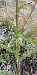 Carduus defloratus defloratus