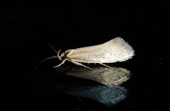 Tingena chloradelpha