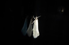 Tingena chloradelpha