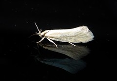 Tingena chloradelpha