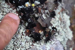 Xanthoparmelia hottentotta