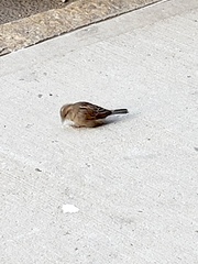 Passer domesticus domesticus