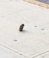 Passer domesticus domesticus