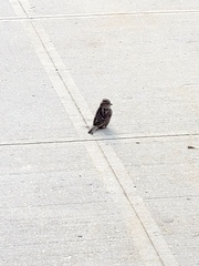 Passer domesticus domesticus