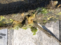 Halichondria bowerbanki