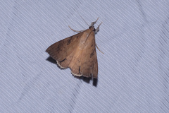 Oxyodes scrobiculata