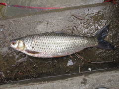 Squaliobarbus curriculus