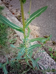 Lactuca serriola
