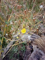 Lactuca serriola