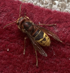 Vespa crabro