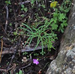 Oxalis smithiana
