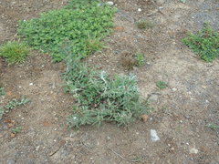 Gamochaeta antillana