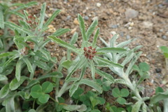 Gamochaeta antillana