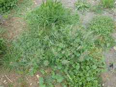 Gamochaeta antillana