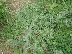 Gamochaeta antillana