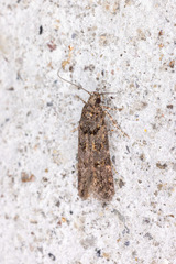 Teleiopsis diffinis