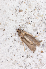 Teleiopsis diffinis