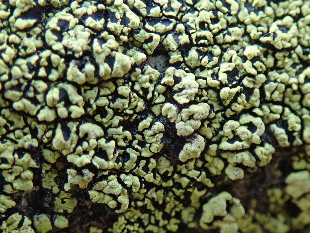 Rhizocarpaceae