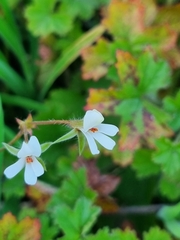 Ciconium